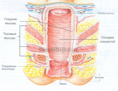 Растяжение влагалища и слабый тонус вагинальных мышц